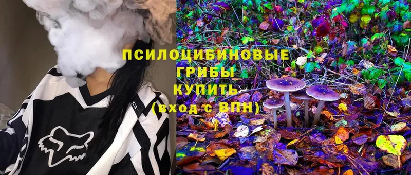 Псилоцибиновые грибы Psilocybine cubensis  где можно купить   Армавир 